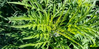 Alergia la ambrozie: 5 forme de manifestare