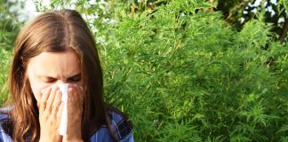 Cum se manifesta alergia la ambrozie si ce poti face
