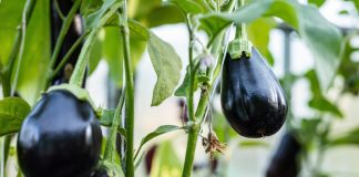 Eficacitatea fungicidelor pe bază de oxiclorură de cupru împotriva patogenilor fungici și bacterieni