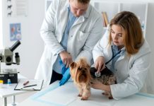 Cele mai frecvente urgențe veterinare la câini și pisici: când nu mai trebuie să amâni vizita la medic
