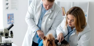 Cele mai frecvente urgențe veterinare la câini și pisici: când nu mai trebuie să amâni vizita la medic