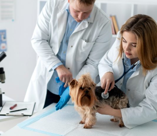 Cele mai frecvente urgențe veterinare la câini și pisici: când nu mai trebuie să amâni vizita la medic